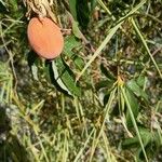 Passiflora caerulea Fruit