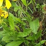 Helenium autumnale Lapas