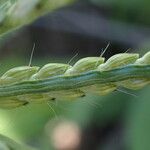 Urochloa panicoides Fruit