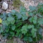 Ptychotis saxifraga Likasa