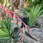 Gasteria disticha Flower