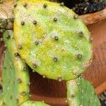 Opuntia humifusaBlad