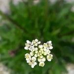 Teesdalia coronopifolia Fleur