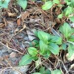 Polygonum cognatum Hoja