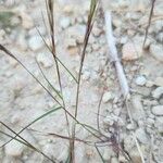 Aristida adscensionis موطن