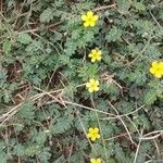 Tribulus terrestrisBlomma