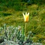 Tulipa clusiana Květ