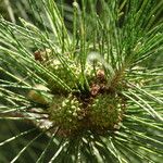 Casuarina cunninghamiana Ffrwyth