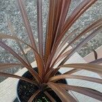 Cordyline australis Leaf