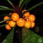 Clavija costaricana Fruit