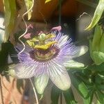 Passiflora caeruleaFlower