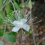 Morisonia verrucosa Flower