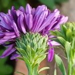 Symphyotrichum dumosum Flower