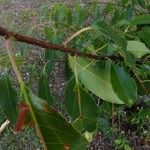 Prunus serotina 葉