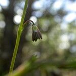 Thalictrum alpinum অভ্যাস