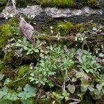 Draba verna Habit