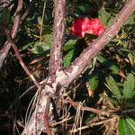 Rhododendron barbatum Casca