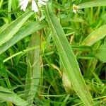 Symphyotrichum × salignum Liść