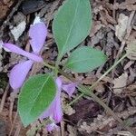 Polygaloides paucifolia Leaf