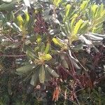 Pittosporum tobiraഇല