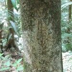 Maquira guianensis Bark