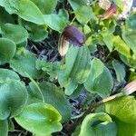 Arisarum vulgare Flower