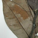 Licania incana autre