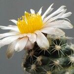 Pediocactus bradyi