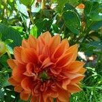 Dahlia spp.花