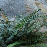 Asplenium trichomanes Φύλλο