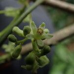 Trichilia prieuriana Fleur