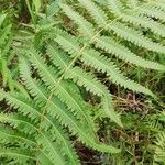 Thelypteris interrupta Folio