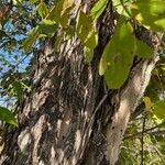 Picrodendron baccatum Corteza