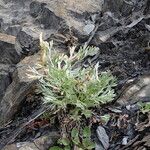 Artemisia glacialis List