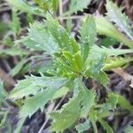 Grindelia patagonica 葉