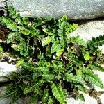 Asplenium ceterach Frunză