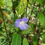 Dichorisandra penduliflora Fruto