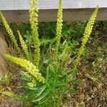 Reseda luteolaFlower