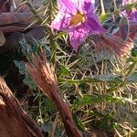 Solanum virginianum Žiedas