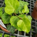 Hedera canariensis 葉