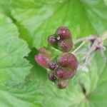 Pelargonium mossambicense Fruit