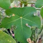 Jatropha podagrica Leaf