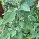 Chenopodium albumLeaf