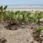 Ipomoea pes-caprae Habit