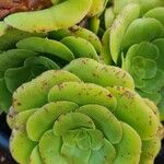 Aeonium arboreum Deilen