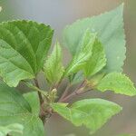 Ageratina adenophora ഇല