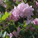 Rhododendron oreotrephes 花