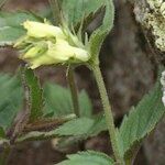 Paederota lutea ফুল