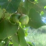 Thespesia populneoides Fruit