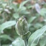 Salvia officinalis Blomst